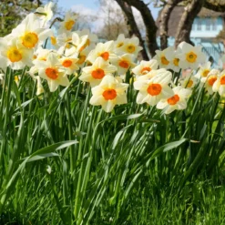 Narcissus 'Barrett Browning' -Cheap Ethereal Yard Store narcissus barrett browning 11 scaled