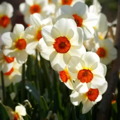 Narcissus 'Barrett Browning' -Cheap Ethereal Yard Store narcissus barrett browning 13 scaled