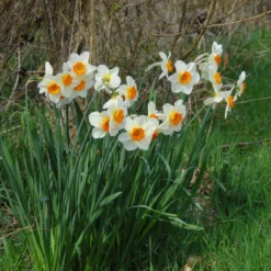 Narcissus 'Barrett Browning' -Cheap Ethereal Yard Store narcissus barrett browning 2 scaled