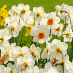 Narcissus 'Barrett Browning' -Cheap Ethereal Yard Store narcissus barrett browning 5 scaled