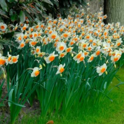 Narcissus 'Barrett Browning' -Cheap Ethereal Yard Store narcissus barrett browning 8 scaled