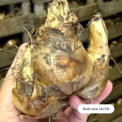 Narcissus 'Barrett Browning' -Cheap Ethereal Yard Store narcissus barrett browning size