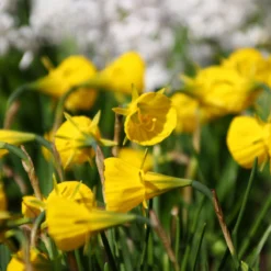 Narcissus 'Golden Bells' -Cheap Ethereal Yard Store narcissus bulbocodium 1