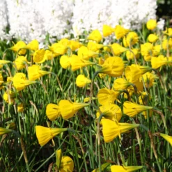 Narcissus 'Golden Bells' -Cheap Ethereal Yard Store narcissus bulbocodium 2