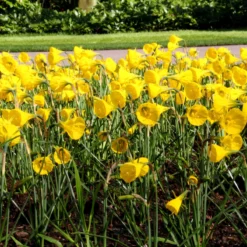 Narcissus 'Golden Bells' -Cheap Ethereal Yard Store narcissus bulbocodium 4