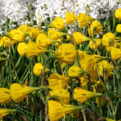 Narcissus 'Golden Bells' -Cheap Ethereal Yard Store narcissus bulbocodium 7
