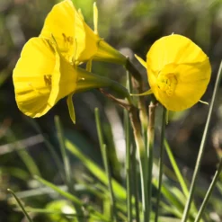 Narcissus 'Golden Bells' -Cheap Ethereal Yard Store narcissus bulbocodium golden bells 0