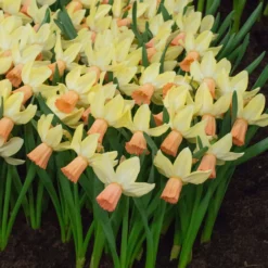 Narcissus 'Carice' -Cheap Ethereal Yard Store narcissus carice 3 scaled