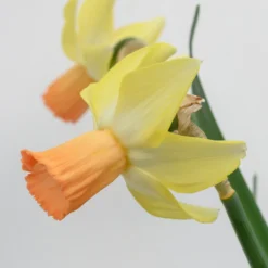 Narcissus 'Carice' -Cheap Ethereal Yard Store narcissus carice 4 scaled