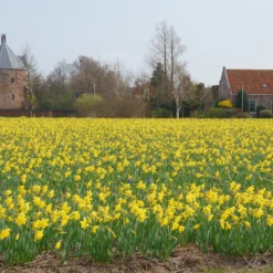 Narcissus 'Carlton' -Cheap Ethereal Yard Store narcissus carlton 3 e2dad804 fa05 4c32 b99d 392c50f9061a