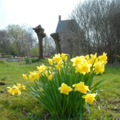 Narcissus 'Carlton' -Cheap Ethereal Yard Store narcissus carlton 4 7c09c014 e7fb 4242 a6ab dd11605a519c