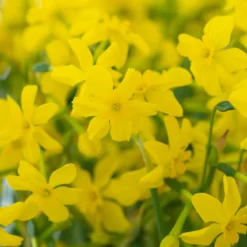 Cheap Ethereal Yard Store -Cheap Ethereal Yard Store narcissus cordubensis 2 scaled