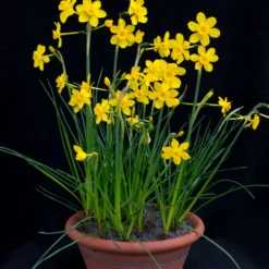 Narcissus Cordubensis -Cheap Ethereal Yard Store narcissus cordubensis 3 scaled