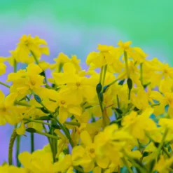 Narcissus Cordubensis -Cheap Ethereal Yard Store narcissus cordubensis 4 scaled