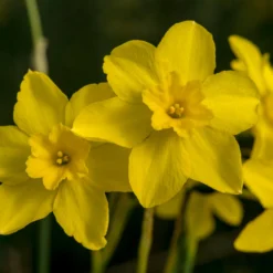 Narcissus Cordubensis -Cheap Ethereal Yard Store narcissus cordubensis 6