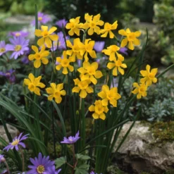 Narcissus Cordubensis -Cheap Ethereal Yard Store narcissus cordubensis 9