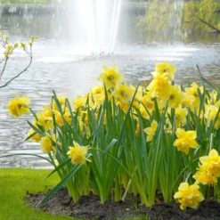 Narcissus 'Dick Wilden' -Cheap Ethereal Yard Store narcissus dick wilden 3