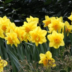 Narcissus 'Dick Wilden' -Cheap Ethereal Yard Store narcissus dick wilden 5