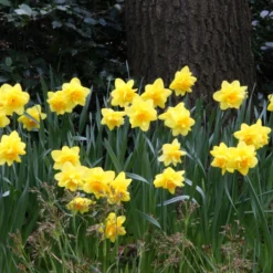 Narcissus 'Dick Wilden' -Cheap Ethereal Yard Store narcissus dick wilden 6