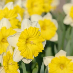 Narcissus 'Dinnerplate' -Cheap Ethereal Yard Store narcissus dinnerplate 2 scaled