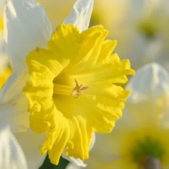 Cheap Ethereal Yard Store -Cheap Ethereal Yard Store narcissus dinnerplate 4 scaled