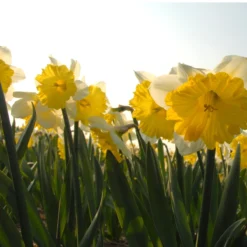 Narcissus 'Dinnerplate' -Cheap Ethereal Yard Store narcissus dinnerplate 5