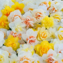 Narcissus 'Double Mixed' -Cheap Ethereal Yard Store narcissus double mixed 2