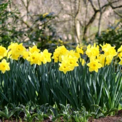 Narcissus 'Dutch Master' -Cheap Ethereal Yard Store narcissus dutch master 2 0d0d4d6f 0ed6 4cbc bbd8 4adbe096f59d