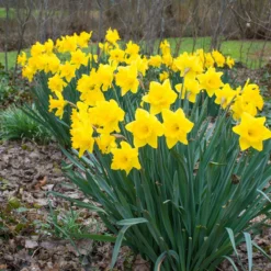 Narcissus 'Dutch Master' -Cheap Ethereal Yard Store narcissus dutch master 3
