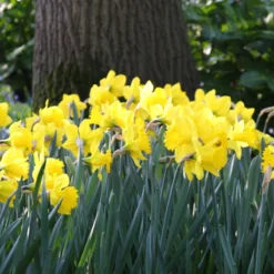 Narcissus 'Dutch Master' -Cheap Ethereal Yard Store narcissus dutch master 3 3897f102 0ddb 4d21 828a aaf9bdbbbd2e