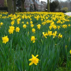 Narcissus 'Dutch Master' -Cheap Ethereal Yard Store narcissus dutch master 4