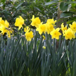 Narcissus 'Dutch Master' -Cheap Ethereal Yard Store narcissus dutch master 4 401fc9c3 2193 4612 90c4 8d8a399cb9f9