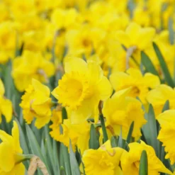 Narcissus 'Dutch Master' -Cheap Ethereal Yard Store narcissus dutch master 5