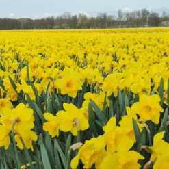 Narcissus 'Dutch Master' -Cheap Ethereal Yard Store narcissus dutch master 6