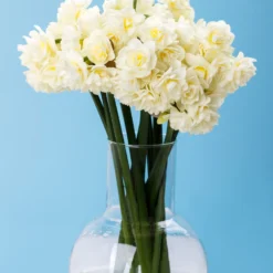 Narcissus 'Erlicheer' -Cheap Ethereal Yard Store narcissus erlicheer 1 scaled