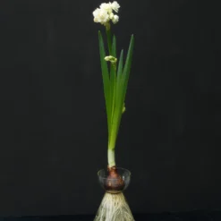 Narcissus 'Erlicheer' -Cheap Ethereal Yard Store narcissus erlicheer 2 scaled