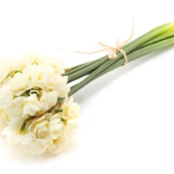 Narcissus 'Erlicheer' -Cheap Ethereal Yard Store narcissus erlicheer 4