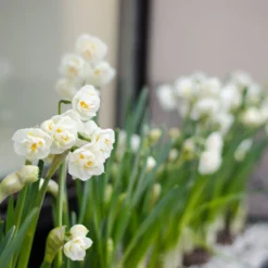 Narcissus 'Erlicheer' -Cheap Ethereal Yard Store narcissus erlicheer 6 scaled