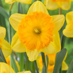 Narcissus 'Ferris Wheel'