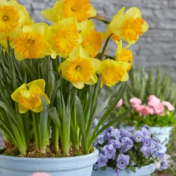 Narcissus 'Ferris Wheel' -Cheap Ethereal Yard Store narcissus ferris wheel 3 scaled