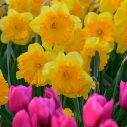 Narcissus 'Ferris Wheel' -Cheap Ethereal Yard Store narcissus ferris wheel 5 1195cf20 c18a 4c3f 89e5 55891dbfc59a scaled