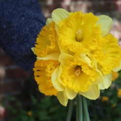 Narcissus 'Ferris Wheel' -Cheap Ethereal Yard Store narcissus ferrisd wheel 0