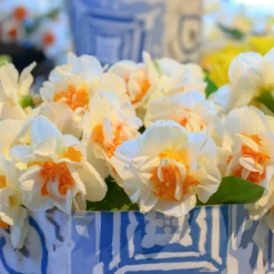 Narcissus 'Fragrant Spring' -Cheap Ethereal Yard Store narcissus fragrant spring 4 scaled