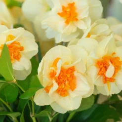 Narcissus 'Fragrant Spring' -Cheap Ethereal Yard Store narcissus fragrant spring 5 scaled