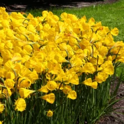 Narcissus 'Golden Bells' -Cheap Ethereal Yard Store narcissus golden oxford 5 scaled