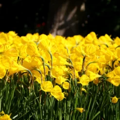 Narcissus 'Golden Bells' -Cheap Ethereal Yard Store narcissus golden oxford 6 scaled