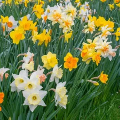 Narcissus 'Harlequin Mix'