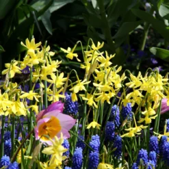 Narcissus 'Hawera' -Cheap Ethereal Yard Store narcissus hawera 1 15eb7c4d 99d7 436f a230 edbd3cd85321