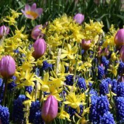 Narcissus 'Hawera' -Cheap Ethereal Yard Store narcissus hawera 2 19d1f6c3 a176 4196 8969 251d7468ec0f