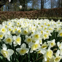 Narcissus 'Ice Follies' -Cheap Ethereal Yard Store narcissus ice follies 1